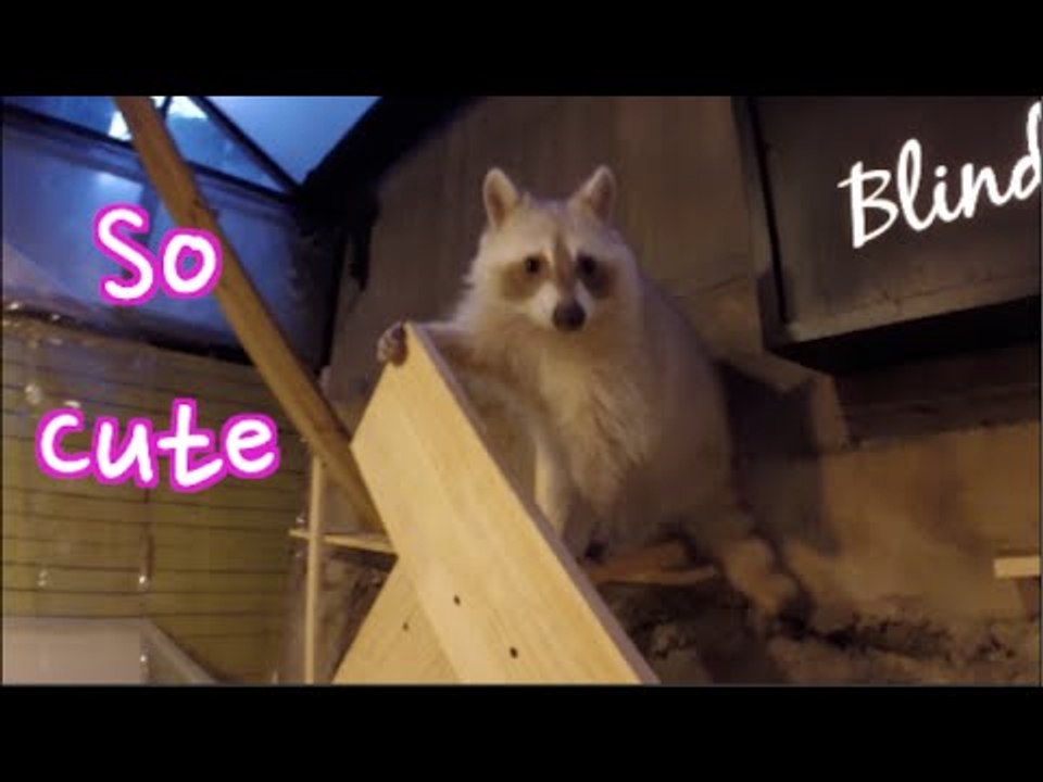 Racoon Cafe in Seoul: Cuteness Overload at The Blind Alley