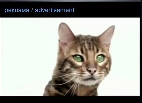 Кошачий корм PERFECT FIT перфект фит реклама кошачьего корма