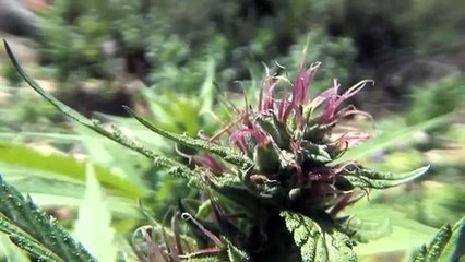 JAMAICA CANNABIS 2015   Everything about  Weed, Marijuana, Ganja Full Documentary HD ☮ FREEDOM TV