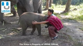 Baby Elephant Gets Angry on Being Avoided to Hug! So cute Huh ^_^