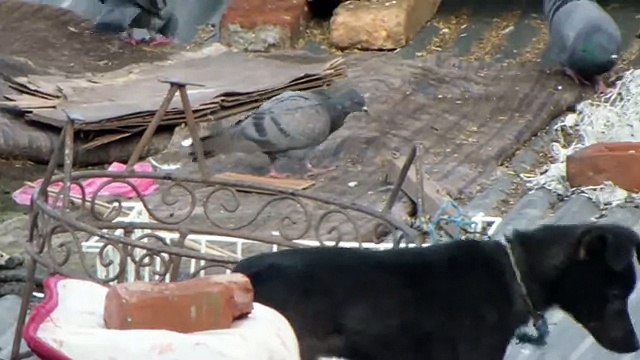 Улицы и танцы - Катманду. Туры в Непал