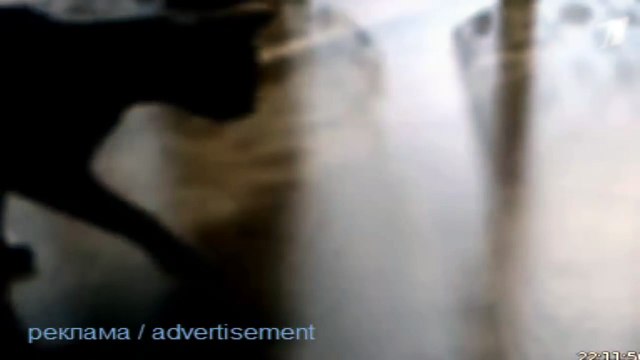 Реклама корма для кошек шеба Sheba корм для кошек