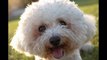 Bichon Frise Dog Ebook And Audio Package Reviews-Does It Work?