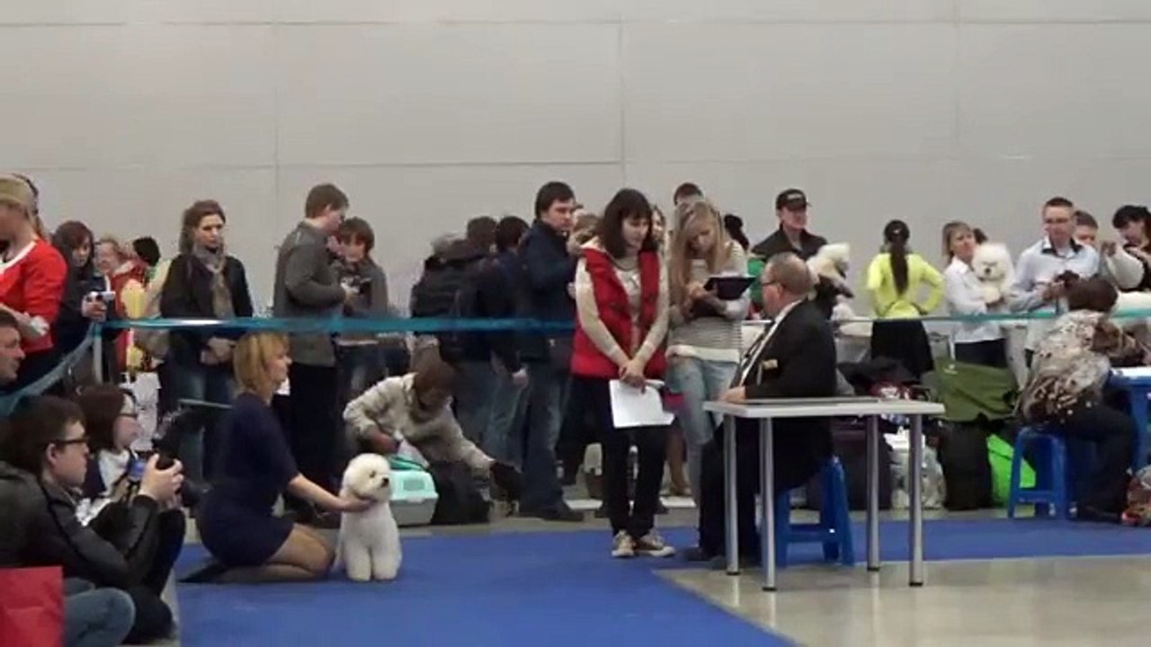 "Eurasia-1" in Moscow on 21 March 2015. The ring Bichon Frise.