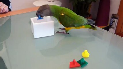 Clickertraining bei Mohrenkopfpapageien: Teach Box and Bank I