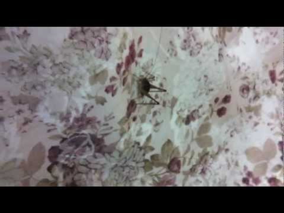 IRK KILLING LARGE KOREAN BUG