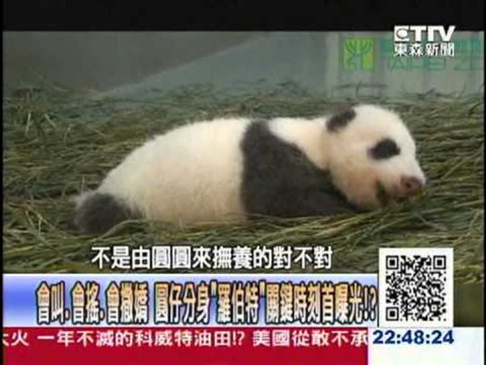 【關鍵時刻2200】眼圈不見了！穿梭在秦嶺上的野生熊貓竟是棕色的！？1020822