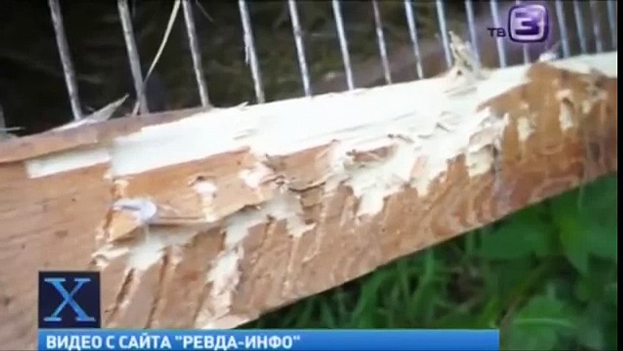 Чупакабра напала на ребенка