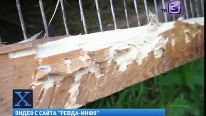 Чупакабра напала на ребенка