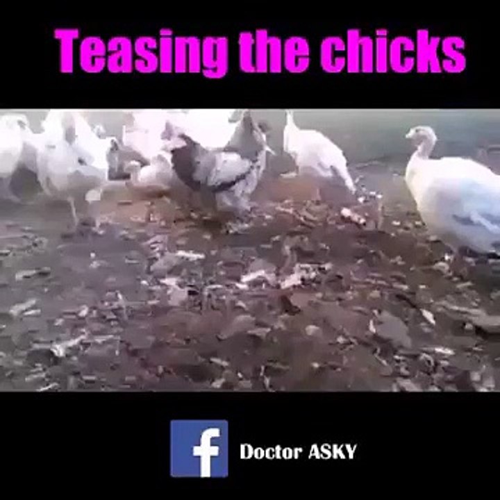 funny clips-funniest videos-best funny-funny fails-short pranks-comedy clips 2016