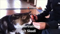 Clickertraining mit Katze Skadi