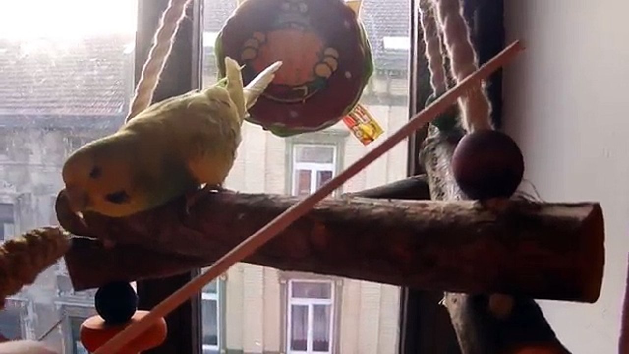 Wellensittiche beim Clickertraining: Die Anfänge