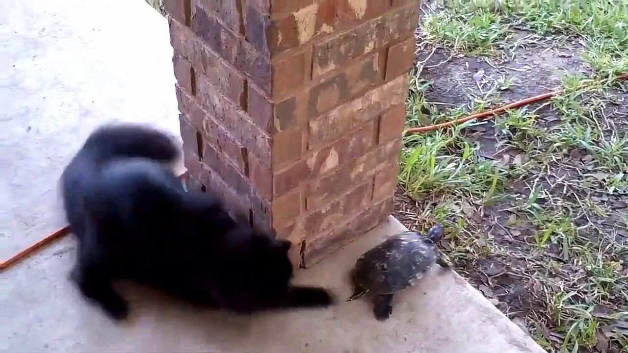CAT AND TURTLE FRIENDSHIP