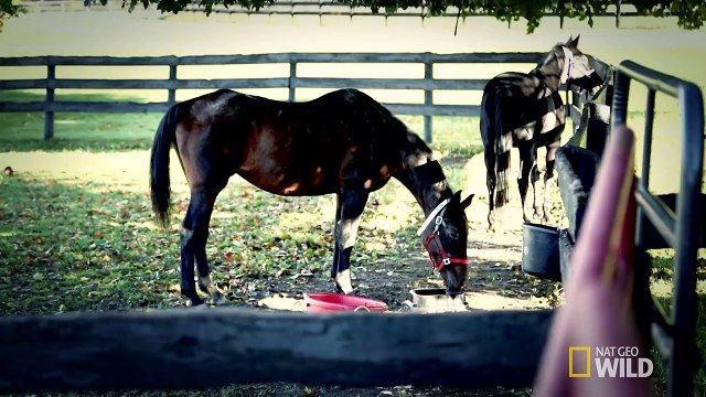 Hold Your Horses Tongue | Vet School