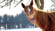 Funny Horse Videos 2015 & 2016 - funny horse compilation - Try not to laugh - Funny video 2016