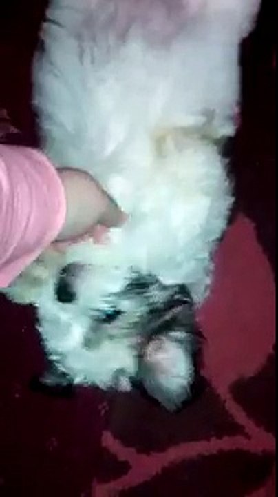 bichon frise . lhasa apso 11week old puppy