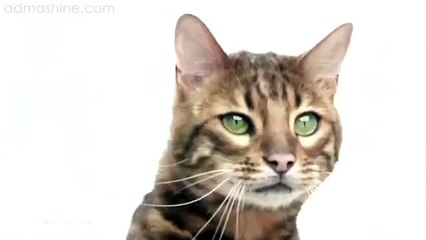 Корм для кошек Perfect Fit