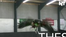 Eagles Are Being Trained To Take Down Drones
