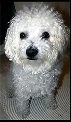 Gucci, a Bichon Frise pratar/talks Swedish