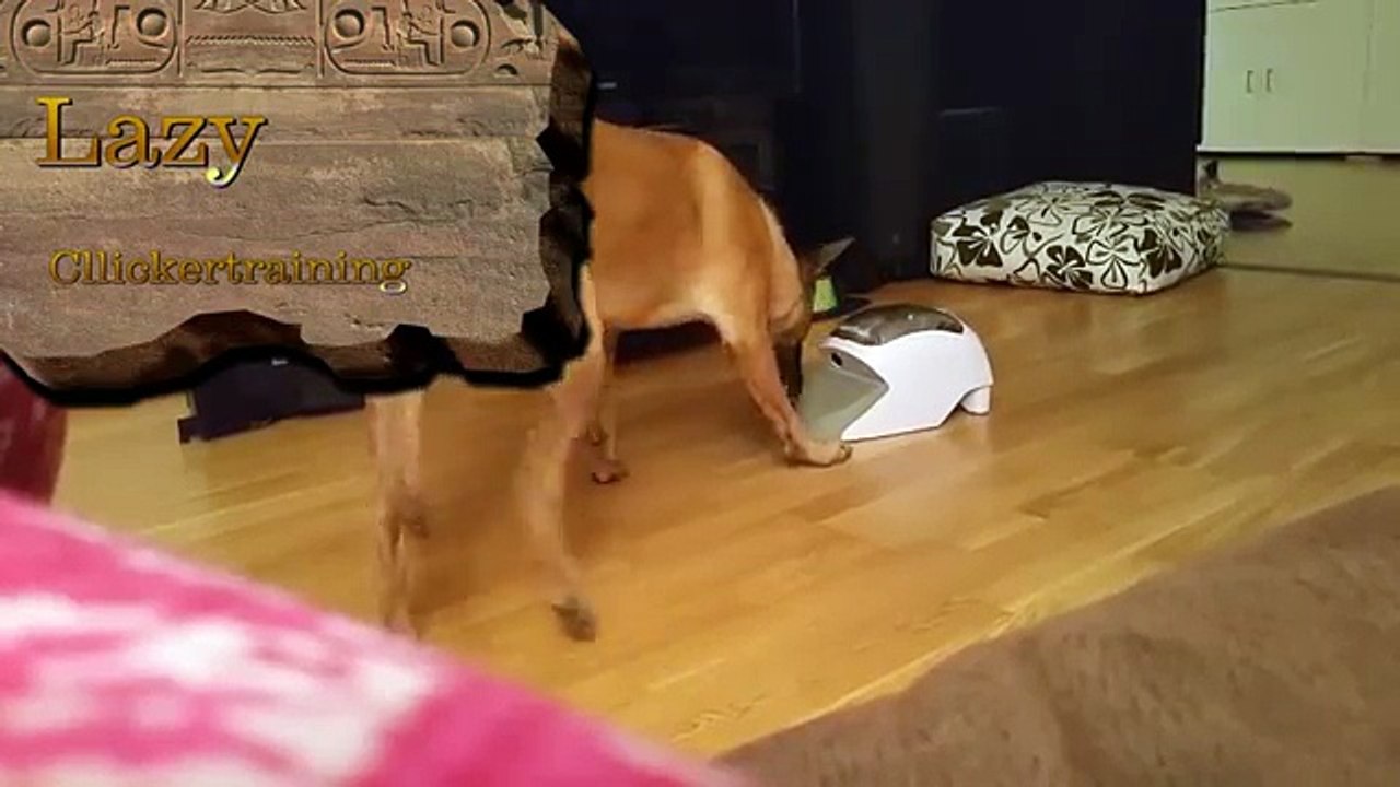 lazy clickertraining