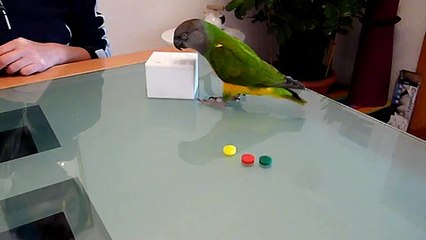 Clickertraining bei Mohrenkopfpapageien: Teach Box and Bank II