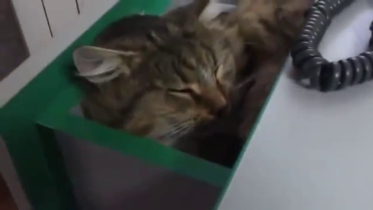 Офисный кот