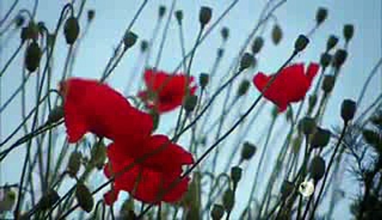 NOVA Season 43 Episode 10 Full Episode HD - Secret Tunnel Warfare - new videoEMPTY    .(1)
