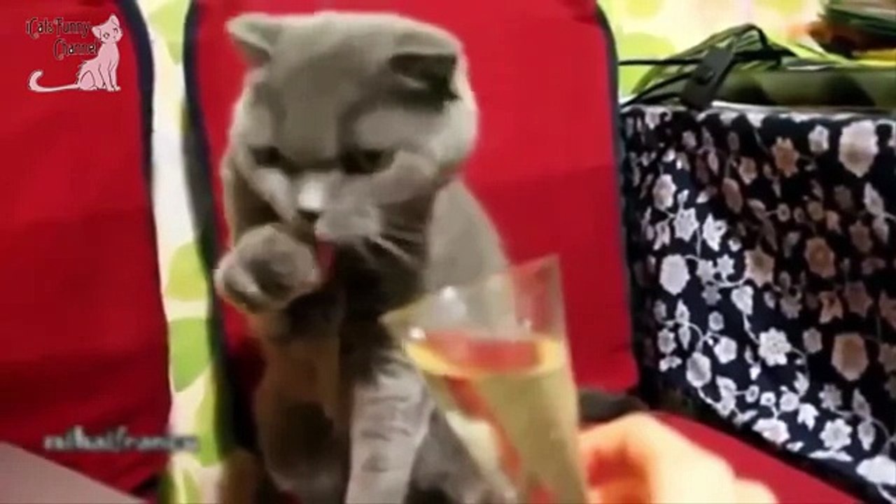 Funny animal compilation 2016