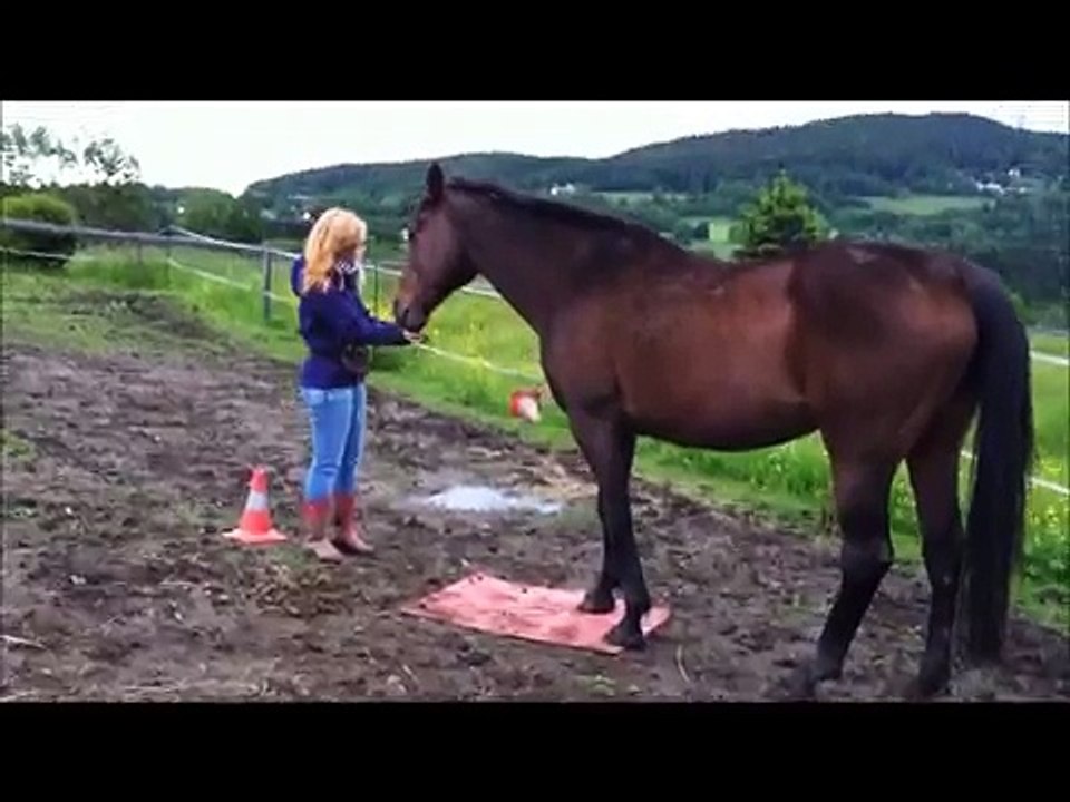 Clickertraining: Abbey und die Matte