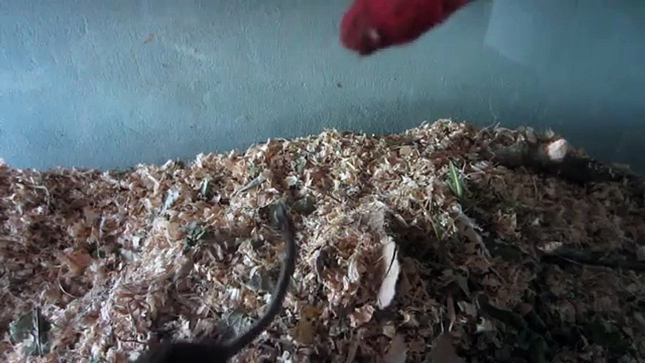 degu clickertraining, target