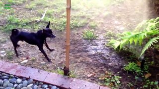 Funny Dogs vs Sprinklers Compilation 2013