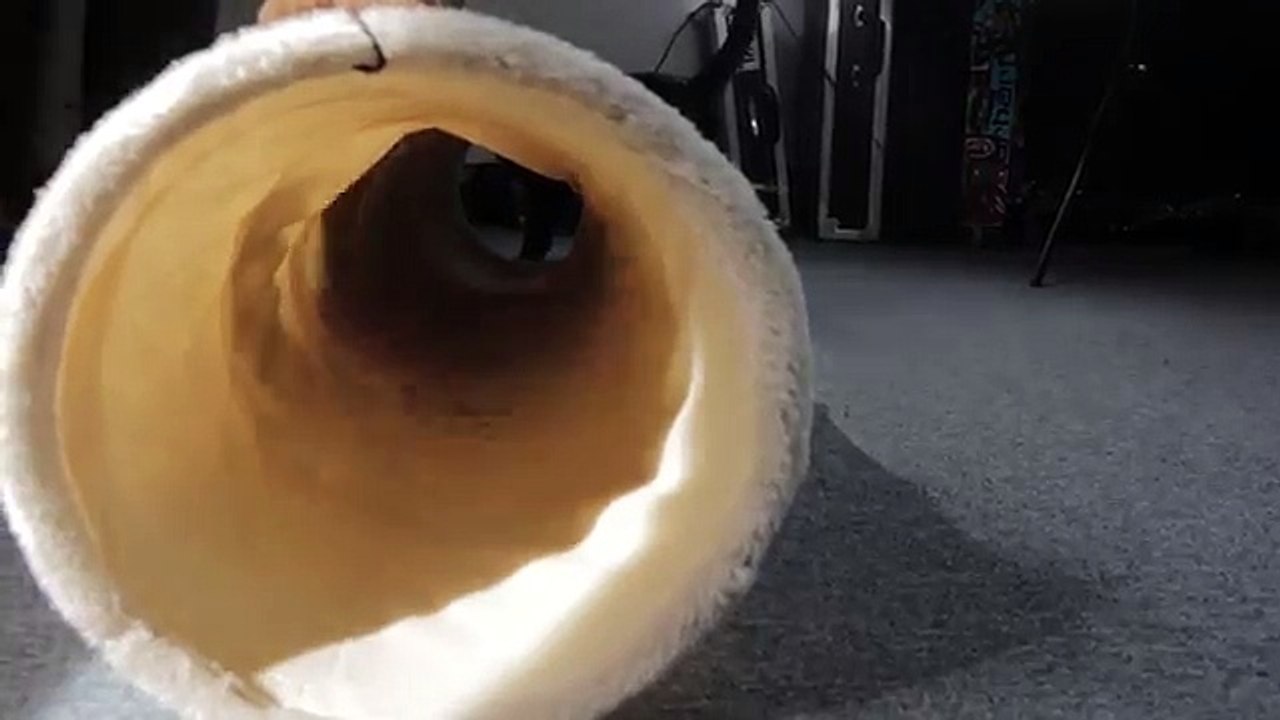 Clickertraining mit Katzen: Durch Tunnel gehen