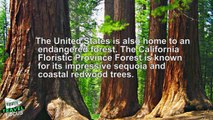 10 Most Endangered Forests in the World