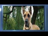Marmaduke - Trailer
