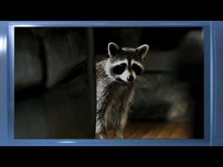 Puzzole alla riscossa - Trailer Italiano