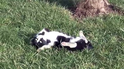 Sevimli kedinin sıcak hava mutluluğu