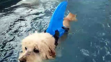 Bichon Frise mix Big Al turns into a shark when swimming for a toy in the po