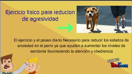 Como Controlar la Agresividad del Perro