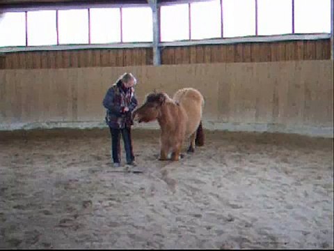 Clickertraining mit Hylling 14