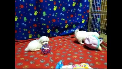 Nellie and Baxter Bichon Frise Puppies