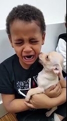 Boy Couldn’t Stop Crying When He Meets That Chihuahua For The First Time