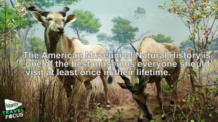 7 Best Museums You Should Visit in New York