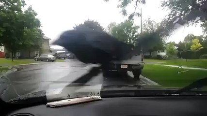 A crow taking a tide on a windshield wiper...