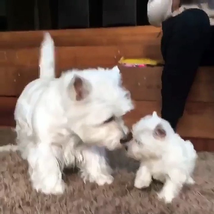 A dog spending some quality time with her baby...