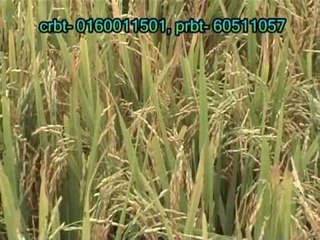 Mero Desh | Babita, Kushmita, Som | Janatarang Multimedia