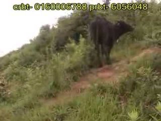 Lekai Ma Fulne | Chandra, Tek, Babita, Kushmita | Janataranga Multimedia