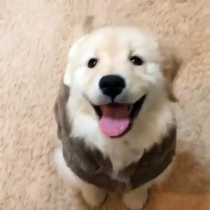A very happy puppy!