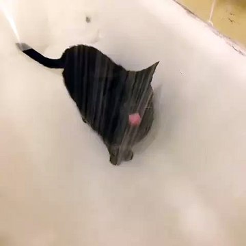 This cat loves taking a shower more than anyone!