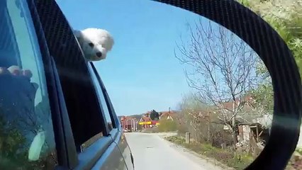 LA MIA DOLCE BICHON FRISE  LUNA FA UN VIAGGIO :))))