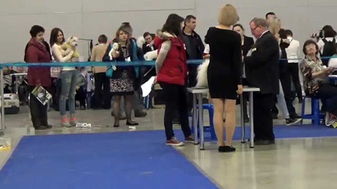 "Eurasia-1" in Moscow on 21 March 2015. The ring Bichon Frise.